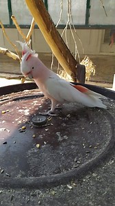 80 reactions | Tropical Bird Farm on Reels | Facebook
