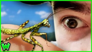 Up close with an invasive predator - how fast a mantis can strike