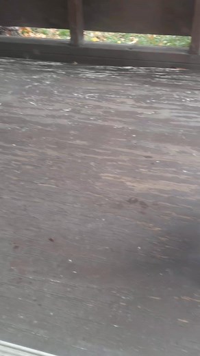 Wild Kitties | Greg Penner