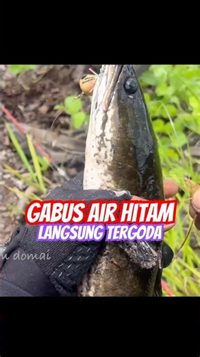 If there is no cure for this…// CASTING GABUS - SHORTS