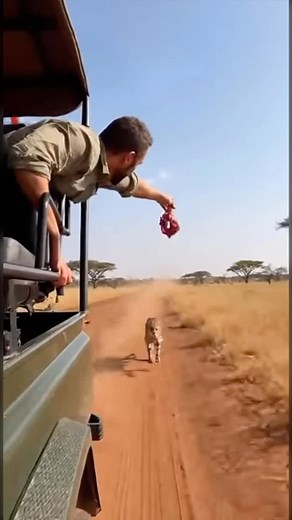 Incredible Speed: Cheetah Runs After Safari Jeep for Food #Cheetah #Safari #Wildlife #CheetahChase #ManFeedsCheetah #Africa #BigCat #SafariAdventure #CheetahSpeed #WildlifeEncounter #DustyRoad #AnimalEncounter #FastestAnimal #ViralVideo | LaughLab