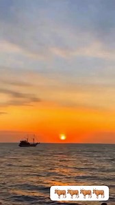 gembala sapi dijalan #sapi #cow #videolucu | Moms Ghani