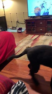 Epic tantrum because Holden is on my shoulder and I won’t let church eat him 🙄 | Ten Shakes of Grace