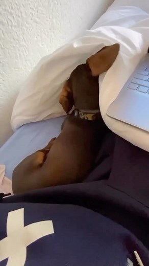 Dachshund dogys on Instagram: "If you’re getting a dachshund, expect to never be alone again😂🥰 • 📸 DM for credit/removal • #dachshund #dachshundsofinstagram #dachshunds #dachshundlove #dachshunddaily #dachshundlife #doxiesofinstagram #thedoxieworld #doxiepuppy #doxieworld #doxieofinstagram #doxielovers #doxies #featuremydoxie #doxiemix #doxiepoo #ilovemydoxie #doxiesrule #funny #cute #furbaby #dog #dogs #dogsofinsta"