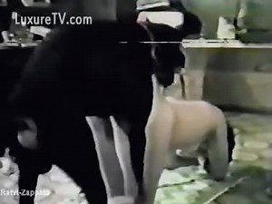 vintage dog suck and fuck