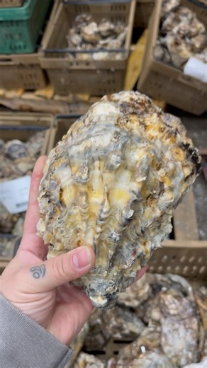 4.7K views · 86 reactions | Biiig Bivalves. 寧 | Taylor Shellfish Farms | Facebook
