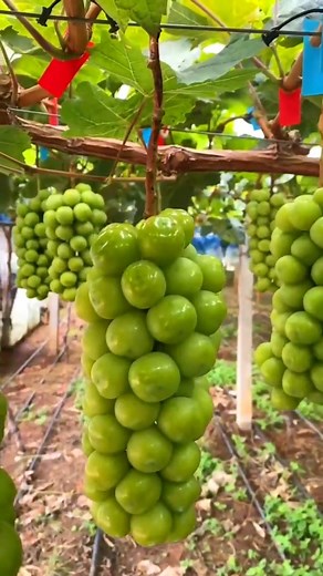 Beautiful Grapes farm #fruitgarden #agriculture #harvesting #fruit #farming #satisfying | Piñita.