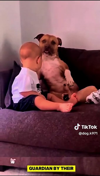 Adorable Dog Videos That Will Melt Your Heart