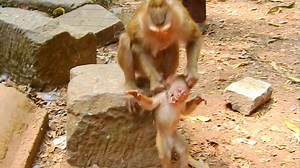 Poor aleo cry badly hurt by very temper mom Libby fight mistreat | Adorable Monkey