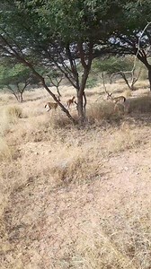 Beautiful Rajasthan 😍 . . . #Rajasthan #jungle #nature #rajasthanwildlife #rajasthannature #wildlife #wildlifephotography #LittleConversationssana #jaisalmer | How To Invite Birds