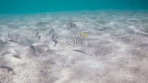 Just a few steps into the water and the fish are there to greet you. Snorkeling is easy, especially in The Palm Beaches. Video courtesy Angela L. More info : http://bit.ly/2rkbEsN | Discover The Palm Beaches