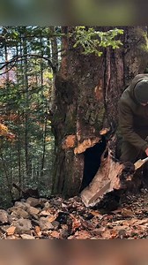I build a Hidden warm Shelter inside a HUGE BEECH tree in the Mountain #survival #camping #outdoors #bushcraft | Yêu EDM