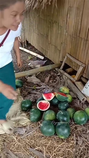 37 reactions · 32 comments | DAHIL MAY PAPARATING NA ULI IPINAMIMIGAY NA  #watermelon #fruits #myraromanberia #brgypeñafrancia #LopezQuezon | Myra Roman Beria | Facebook