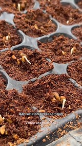 727K views · 10K reactions | Penanaman kangkung organik, Double panen sayur dan ikan di sistem Aquaponik ikan nila kebun halaman rumah  #fypシ゚viral #garden #ikan #kebun #berkebun #berkebundirumahaja #panen Cek: Suplemen Organik Cair GDM @gdm organic | Hidroponik Rumahan | Facebook