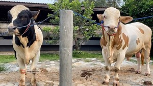 3.6K views · 89 reactions | #Cow #cattle#bigbul | Bedor Dor | Facebook