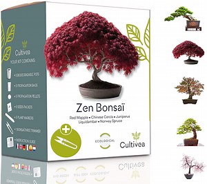 [Hot Item] Bonsai Ready-to-Grow Kit French Seeds 100% Ecological Garden and Decorate Gift Idea Red Mapple Chinese Cercis Juniperus Liquidambar Norway Spruce Bonsai Kit