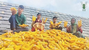ICAR-IIMR Short duration #bio-fortified #maize hybrid ‘LQMH 1’ harvest and its drying by the #Farmers at Himachal Pradesh. #ICAR Narendra Singh Tomar Kailash Choudhary Shobha Karandlaje MyGovIndia PMO India Ministry of Agriculture & Farmer’s Welfare, Government of India Press Information Bureau - PIB, Government of India DD Kisan ICAR- Indian Institute of Maize Research | Indian Council of Agricultural Research
