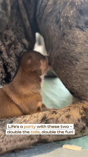 Life's a party with these 2! 🥰 | Dear Danes