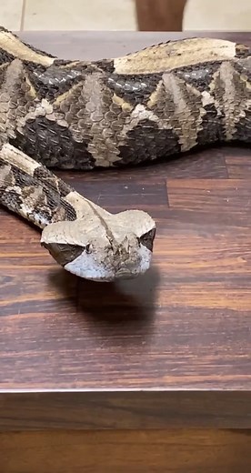 Hadnt had him out in awhile #NBADraft #RecordsDay #fyp #foryoupage