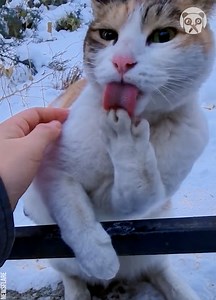 Woman warms cat's frozen paw stuck to metal pole | Bored Panda Animals