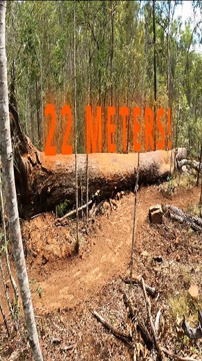 2.3K views · 47 reactions | This log ride is sure to cause some ripples! Could this be the biggest log ride in SEQ? Go find it and see for yourself! #hiddenvaleadventurepark #mtb | Hidden Vale Adventure Park | Facebook