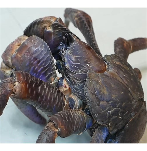 Cooking juicy giant coconut crab recipe | Justin Charley