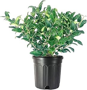 Curled Leaf Privet | 3 Large Trade Gallon Size Plants | Ligustrum Japonicum Recurvifolium | Evergreen Flowering Privacy Shrub Hedge