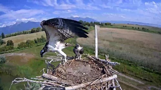 Osprey Nest Camera - live from Charlo Montana | Explore.org