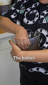 👀 Take a look at this WHOPPER of a beetle grub! | Natural History Museum of Los Angeles County