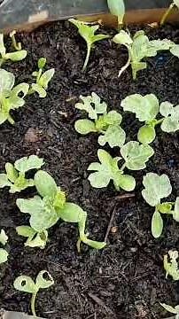how to germinate watermelon seeds #watermelon seeds germination and transplantation #agriculture