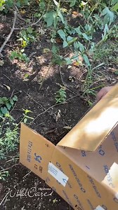 Happy Freedom Friday to these five cottontail rabbits! We released five cottontail rabbits back into their natural habitat after a successful rehabilitation at WildCare Oklahoma. Baby cottontails become stressed easily and require sensitive care to avoid overwhelming them and harming their rehabilitation process. If you find a rabbit nest, it is best to wait and see if the mother returns to feed her babies. Mother leaves her nest to get the nutrition she needs to produce milk during the day and 