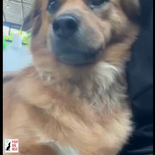 48K views · 3.5K reactions | VIETNAM: ANGUS, ONE OF OUR MOUTH BOUND...