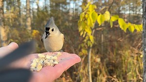 10K views · 1.2K reactions | Tufted Titmice stop by for peanuts at the Hand of Snacks. The first Tuftie makes sure there is no cutting in line. | Jocelyn Anderson Photography | Facebook