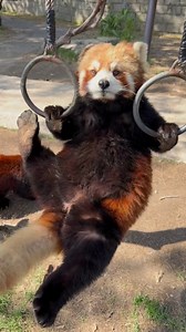How many pull-ups can you do? Can you keep up with this cutie? Credit to 2235641572 on TheRedBook #redpanda #practice #wildchina #cute #fun | Miss Panda