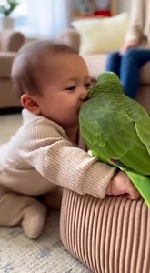 14K views · 493 reactions | Baby's First Parrot Hug! #BabyLove #ParrotHug #CuteAnimals #Wholesome #Adorable | Talking Parrot | Facebook