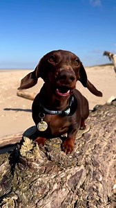 So much to say…😅 #barking #barked #dogsofinstagram #dachshundsofinstagram #sausagedog #sausagedogcentral #doxie #daxiesquad #squadgoals #doglover #beach #beachwalk #happydog #tinydog #hunde #dackel | The Daxie Trouble
