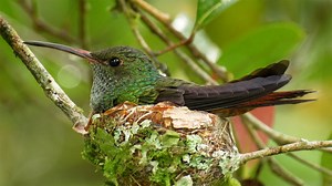 Hummingbird Builds Nest Size of Average Egg Cup - 1Funny.com