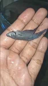 My Betta fish died 😭 #bettafish #bettacare #shorts #ytshorts #died