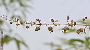 Vitex negundo fruits. Its other name Chinese chaste tree, five leaved chaste , horseshoe vitex, nisinda and Nirgundi. It is a large aromatic shrub. It is an Ayurvedic medicine.