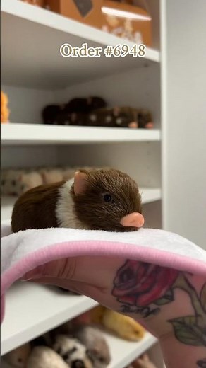 Adorable🥹❤️ #piglet #micropig #babypig #minipig #pig #animals #packingorders #farm #silicone