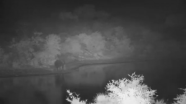 1.3K views · 24 reactions | Elephant | WildEarth Cam | Facebook