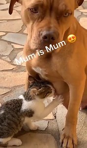 312K views · 10K reactions | Wow, she is so amazing 殺 | Pets Story | Facebook