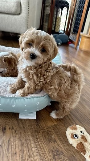 1K views · 59 reactions | Doesn’t get cuter than these!!   in bio . . . . . . #safaridoodles #goldendoodle #goldendoodlestagrams #goldenpuppy #puppy #puppies #pup #puppylove #pupper #dogsofinstagram #dog #doglover #dogsofinstagram #dogoftheday #doglife #adorable #cuteanimals #cutedogs #cuteness #havapoopuppy #havapoo #havanesepuppy #havapooworld #adorable #adorablepuppy #puppiesofinstgram #ilovemypuppy | Safari Doodles | Facebook