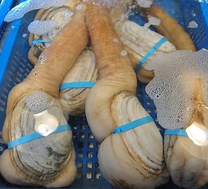 Life is short. Eat a clam that looks like a penis. | VICE