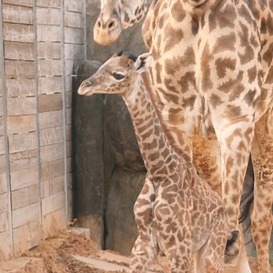 Meet the newest member of our Masai giraffe herd, Tino! You can spot him in his habitat inside of African Forest. | Houston Zoo