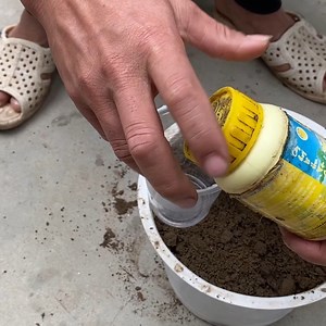 22K views · 337 reactions | GROWING ROSES WITH POTATOES Challenge! (MUST SEE!) | Balcony Garden Ideas | Facebook