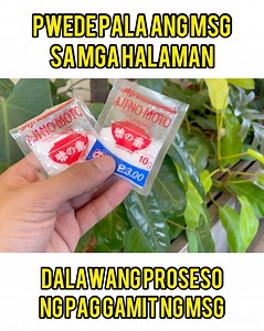 9.6K views · 288 reactions | 2 WAYS PAANO GAMITIN ANG MSG | VETSIN SA MGA HALAMAN #msg #fertilizer #vestinfertilizer | Mark of the Jungle Plants | Facebook