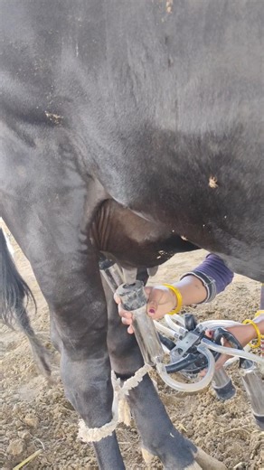 more milk 🐄💧by milking machine 💪 #dairyherd #cow #milk
