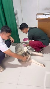 1.1M views · 24K reactions | Bakit ganito na kalala ang sakit ni malia, she needs prayers  | Husky Pack TV | Facebook