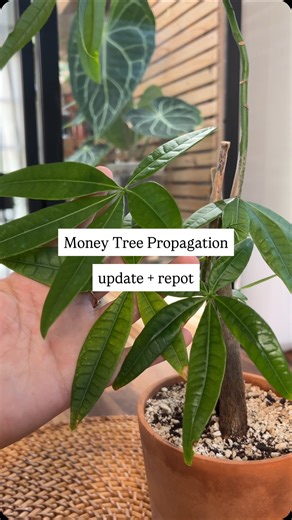 14K views · 931 reactions | Propagating a money tree update + repot 華 #moneytree #houseplants #propagation #plantlover #plantcare | Mtplanters | Facebook